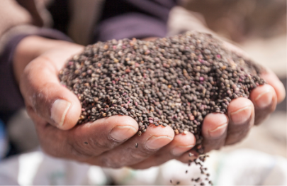 AMPLIARE IL PANORAMA VARIETALE DELLE CULTIVAR DI QUINOA