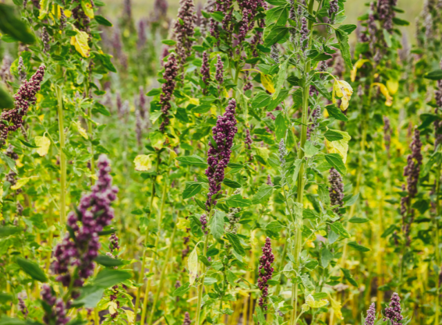 Quinoa campo