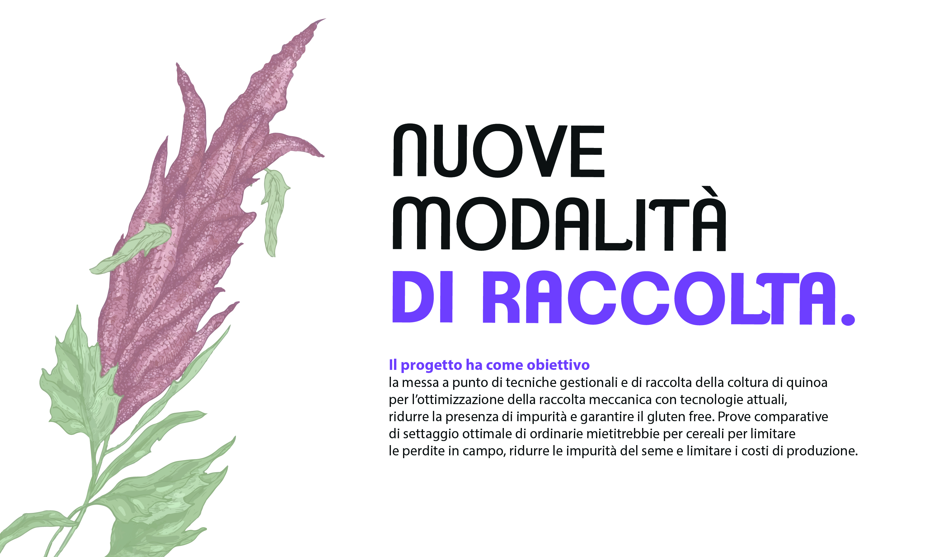 raccolta